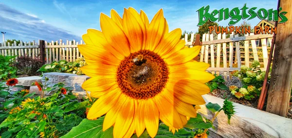 Blooming yellow sunflowers in the autumn farm field