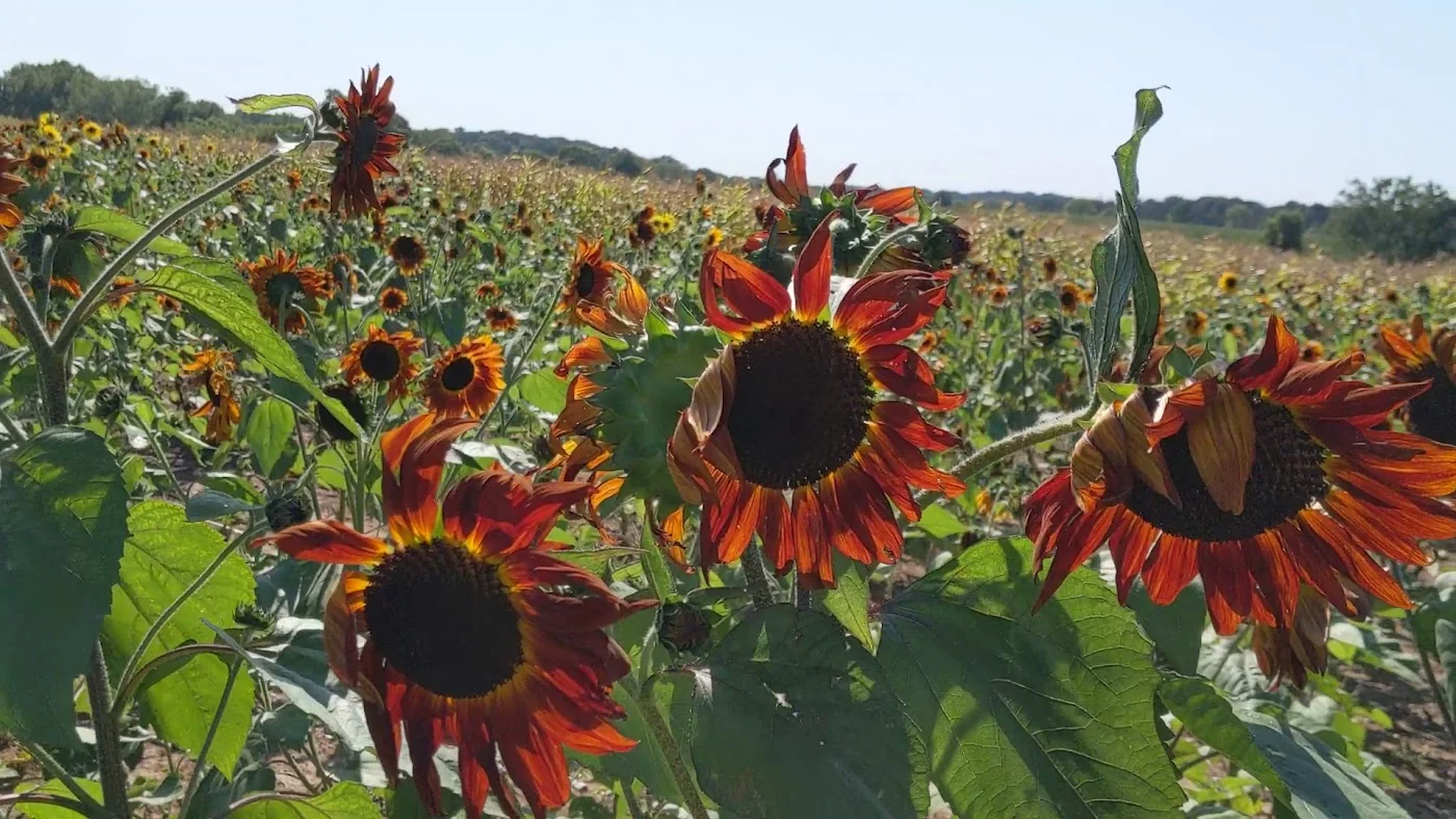 Apple Holler Farm & Orchard pumpkin patch and fall festival in Sturtevant, WI