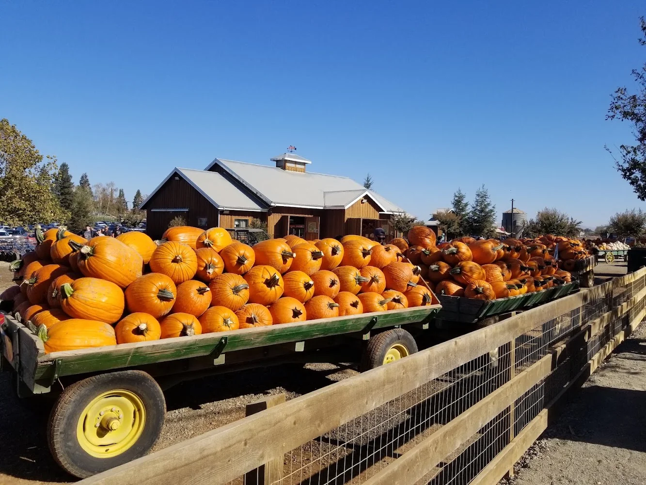 Bishop's Pumpkin Farm pumpkin patch and fall festival in Wheatland, CA