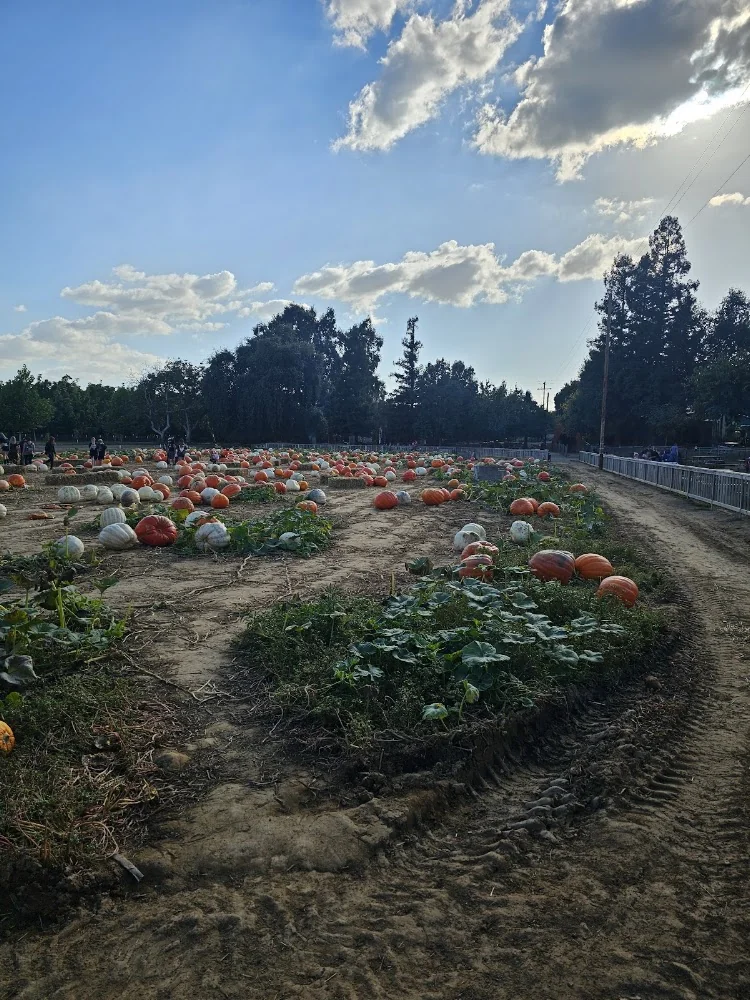 Bishop's Pumpkin Farm pumpkin patch and fall festival in Wheatland, CA