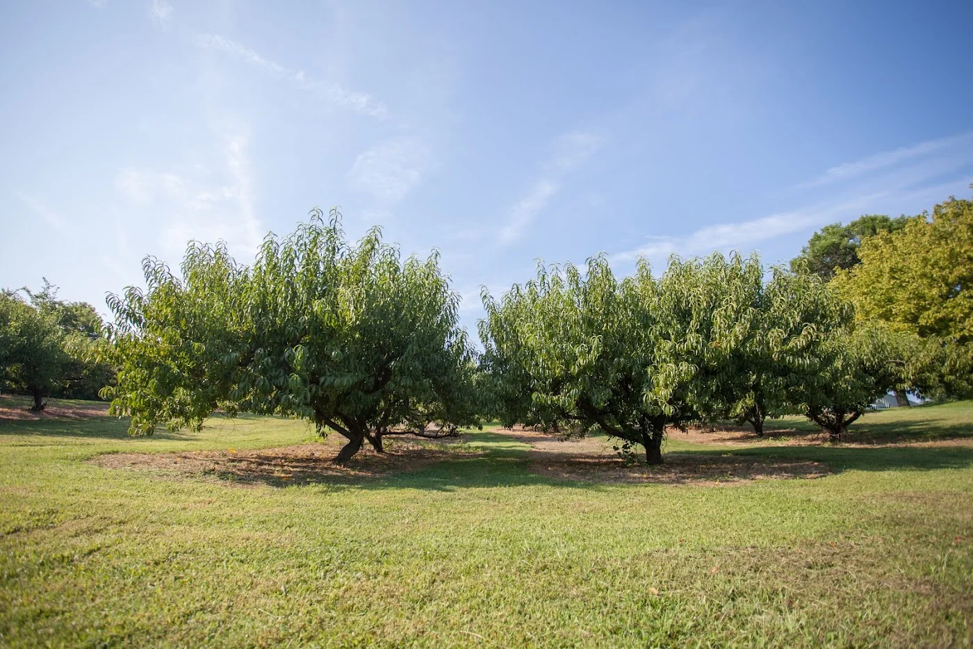 Breeden's Orchard pumpkin patch and fall festival in Mount Juliet, TN