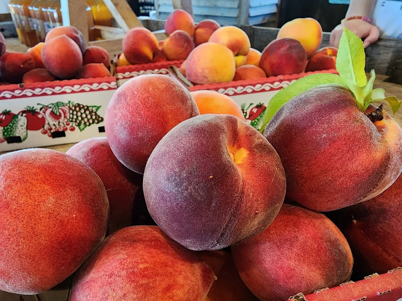 Breeden's Orchard pumpkin patch and fall festival in Mount Juliet, TN