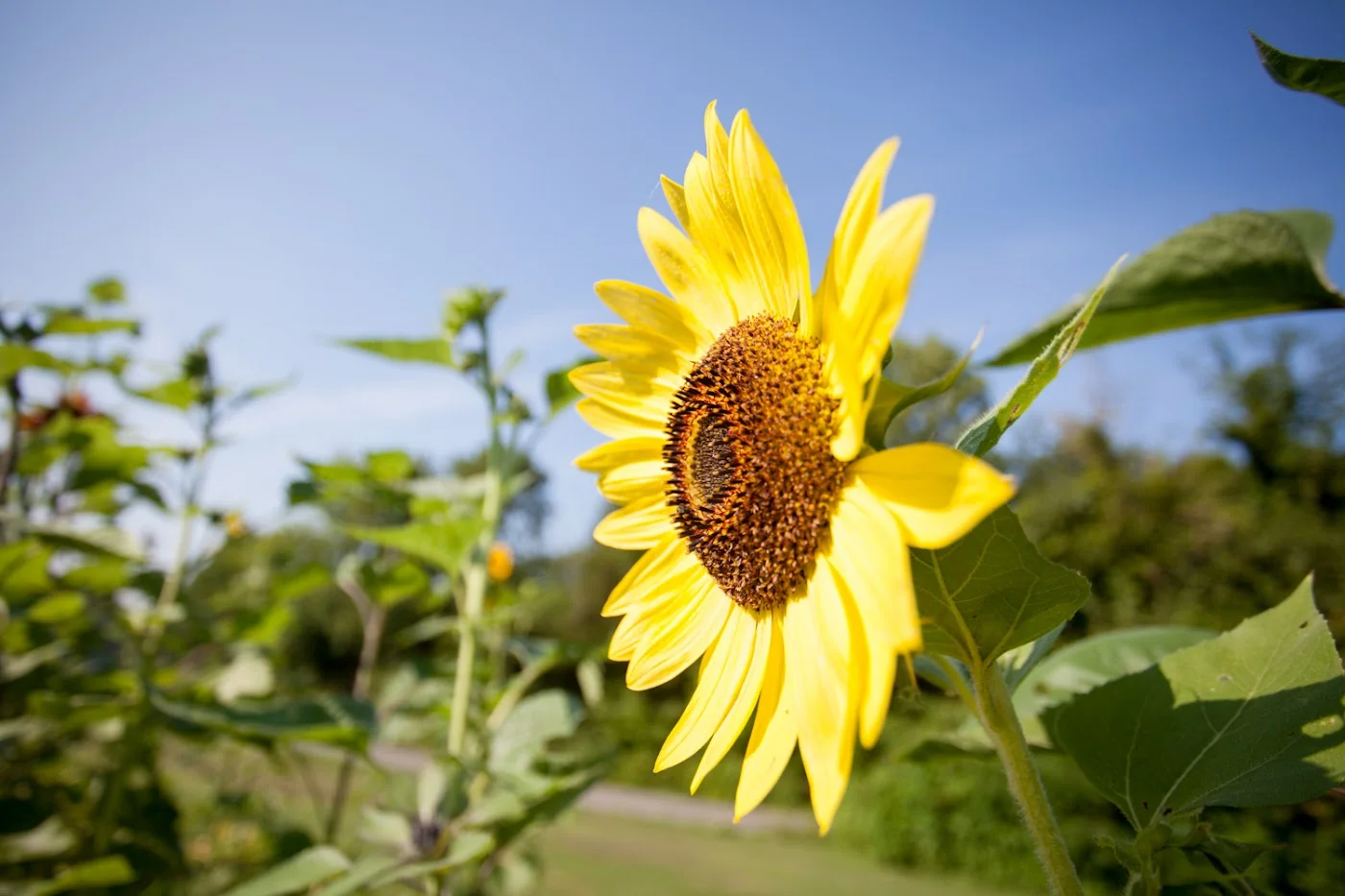 Breeden's Orchard pumpkin patch and fall festival in Mount Juliet, TN