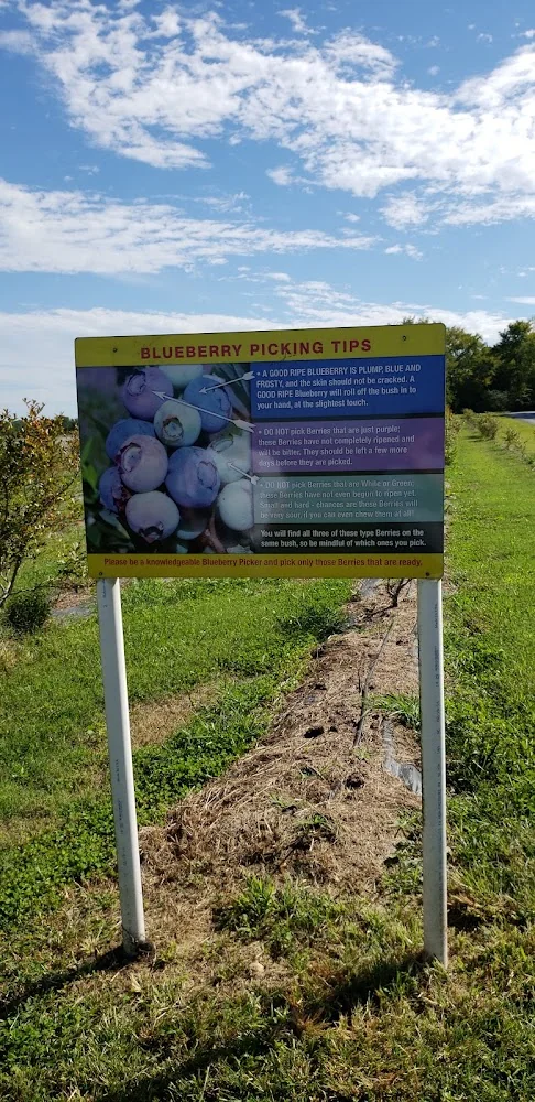 Circle S Farms pumpkin patch and fall festival in Lebanon, TN