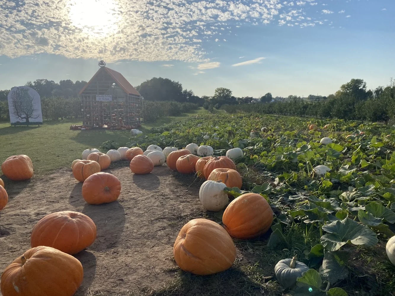 Crane Orchards pumpkin patch and fall festival in Fennville, MI