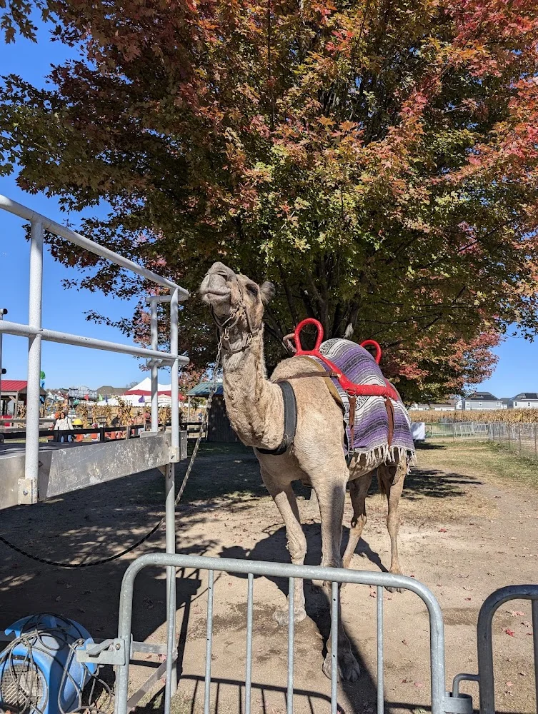 Didier Farms pumpkin patch and fall festival in Lincolnshire, IL