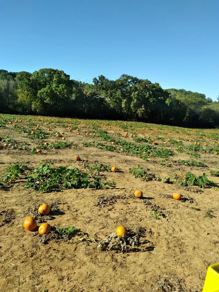Echo Valley Corn Maze pumpkin patch and fall festival in Jefferson City, TN
