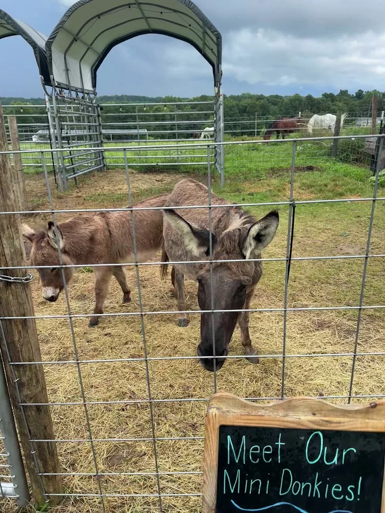 Flat Top Mountain Farm pumpkin patch and fall festival in Soddy-Daisy, TN