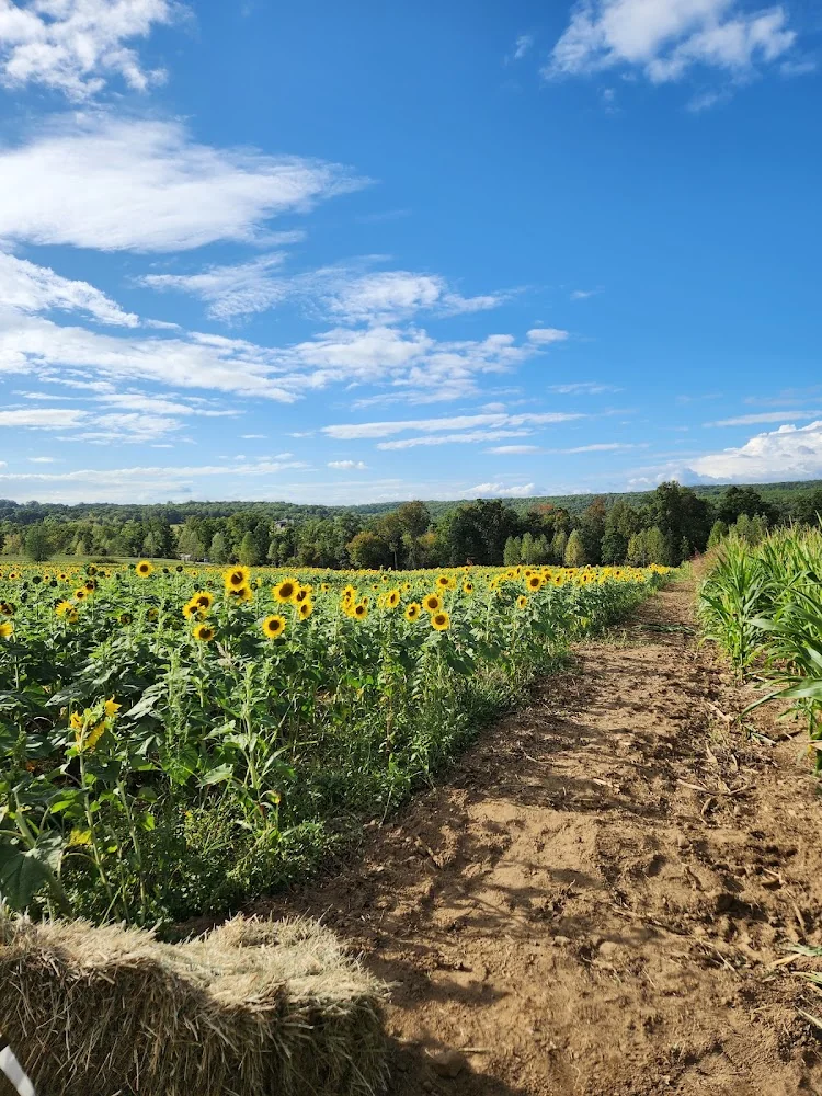 Flat Top Mountain Farm pumpkin patch and fall festival in Soddy-Daisy, TN