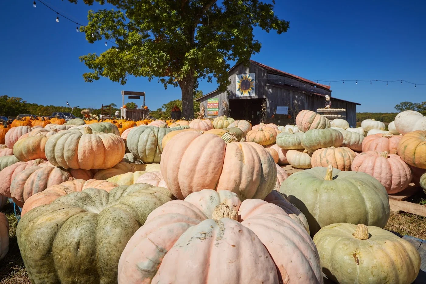 Flat Top Mountain Farm pumpkin patch and fall festival in Soddy-Daisy, TN