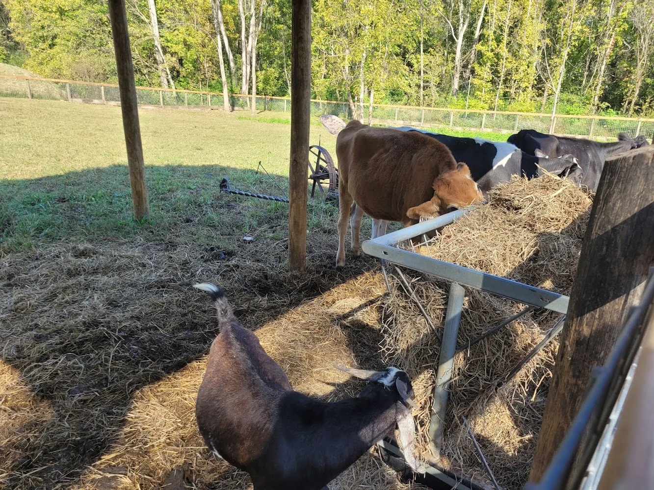Gentry's Farm pumpkin patch and fall festival in Franklin, TN