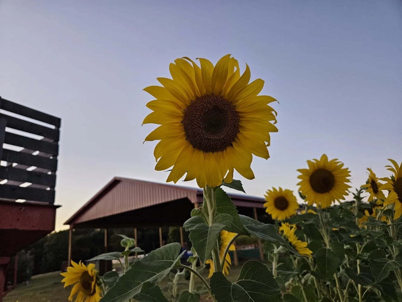 Grandaddy's Farm pumpkin patch and fall festival in Estill Springs, TN