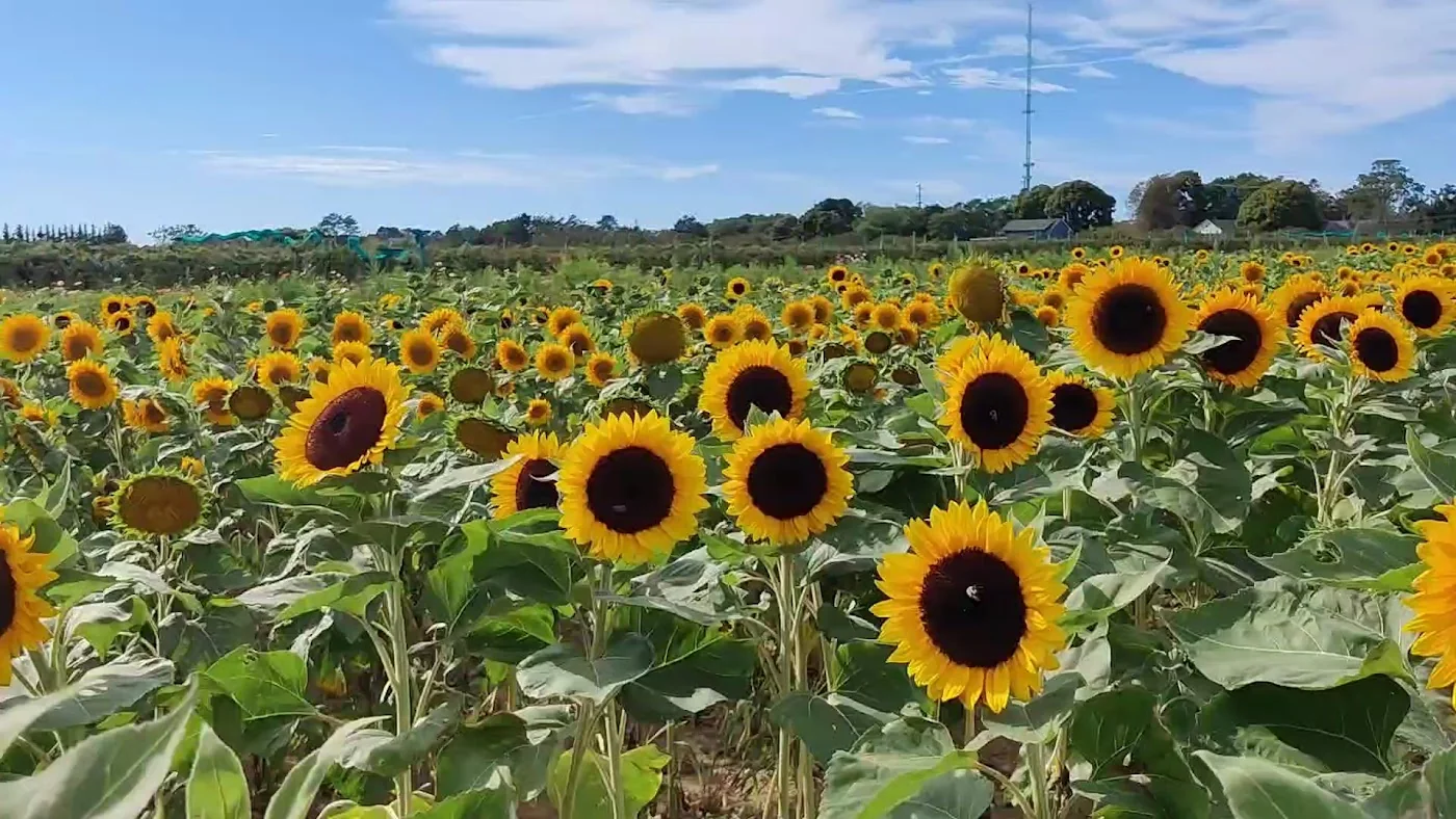 Harbes Family Farm & Orchard pumpkin patch and fall festival in Mattituck, NY