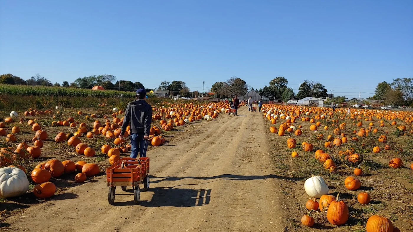 Harbes Family Farm & Orchard pumpkin patch and fall festival in Mattituck, NY
