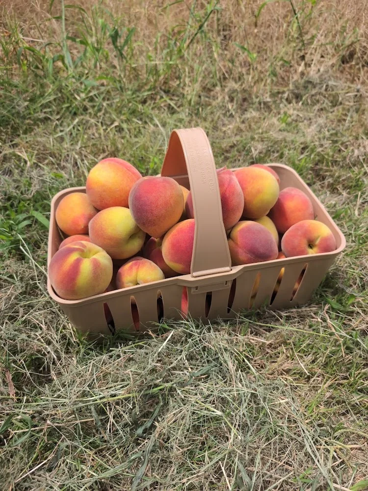 Jones Orchard pumpkin patch and fall festival in Millington, TN