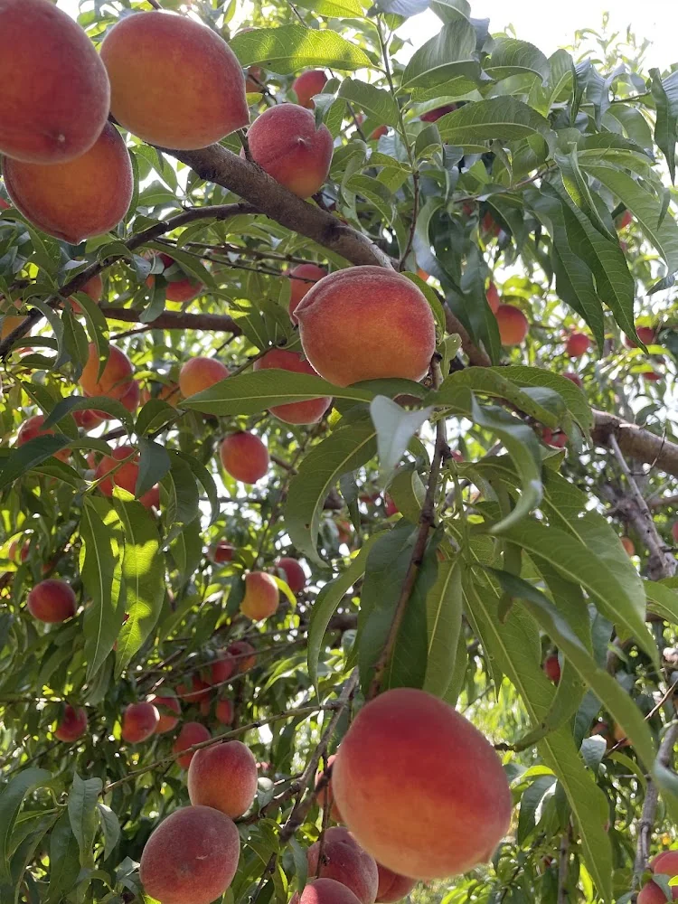 Jones Orchard pumpkin patch and fall festival in Millington, TN