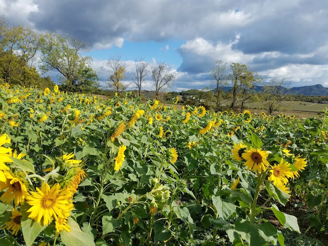 Oakes Farm pumpkin patch and fall festival in Corryton, TN