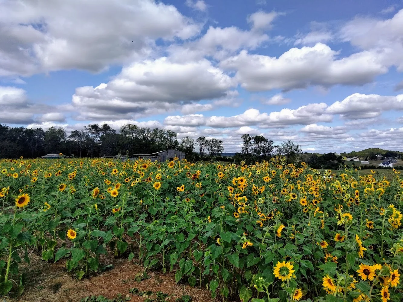 Oakes Farm pumpkin patch and fall festival in Corryton, TN