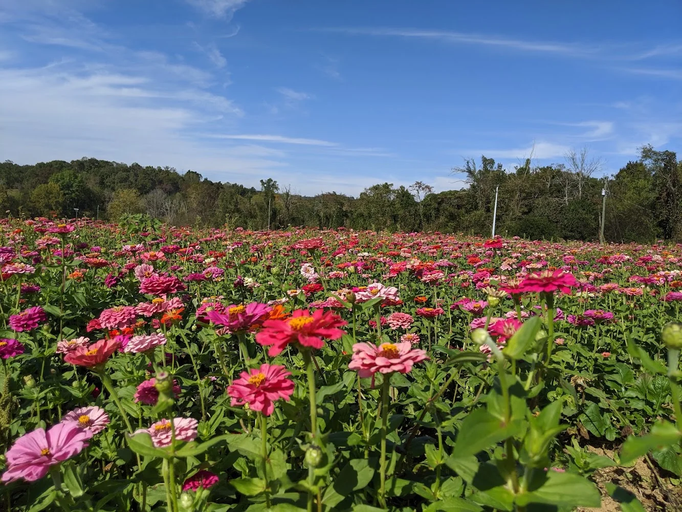 Oakes Farm pumpkin patch and fall festival in Corryton, TN