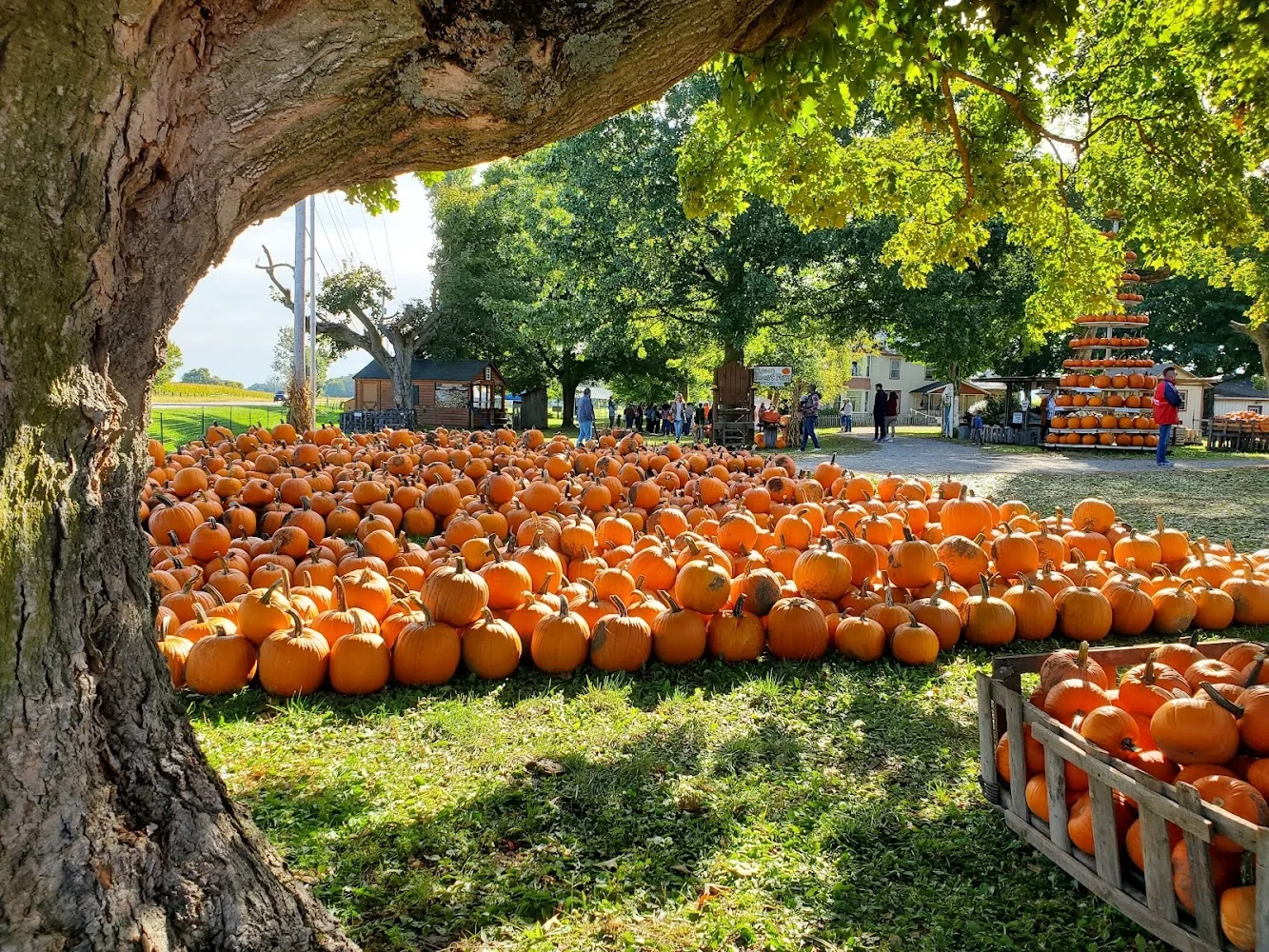 Pigeon Roost Farm pumpkin patch and fall festival in Hebron, OH