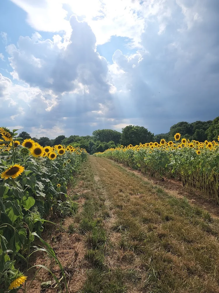 Red River Farms pumpkin patch and fall festival in Springfield, TN