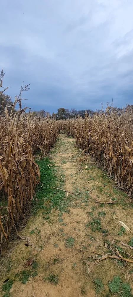 Shuckle's Corn Maze at Fiddle Dee Farms pumpkin patch and fall festival in Greenbrier, TN