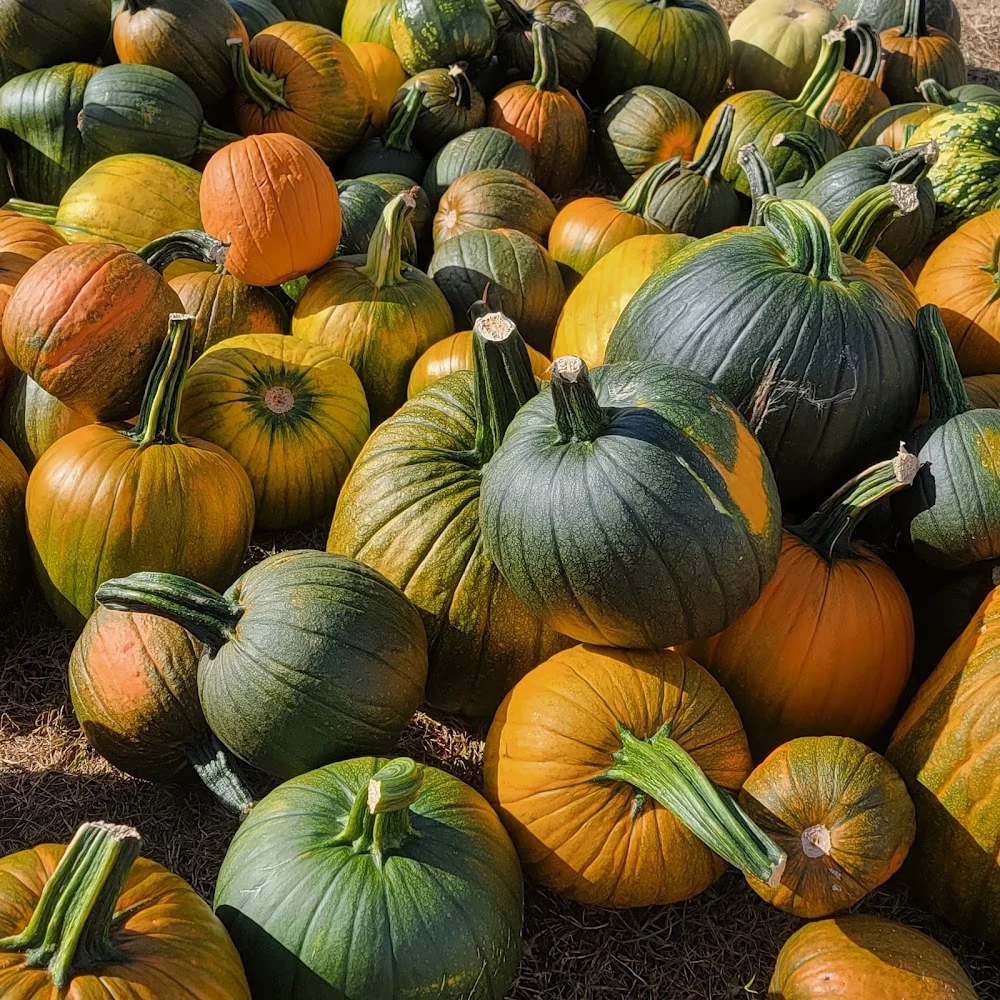 Smith-Perry Berries & Pumpkin Patch pumpkin patch and fall festival in Ooltewah, TN