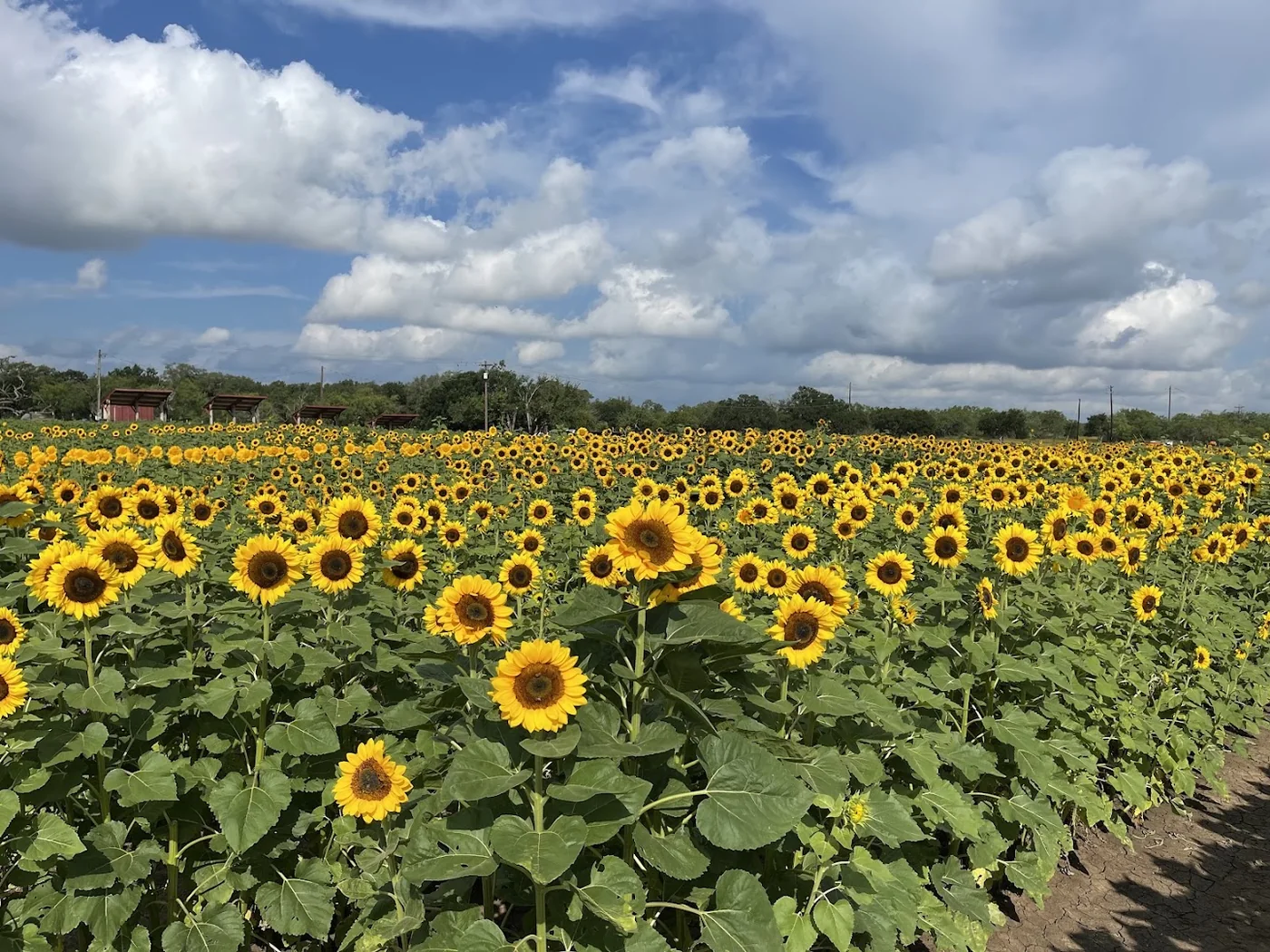 Sweet Berry Farm pumpkin patch and fall festival in Marble Falls, TX
