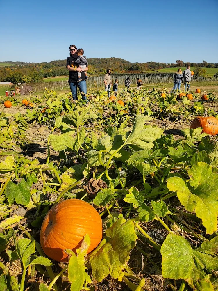 Triple B Farms pumpkin patch and fall festival in Monongahela, PA